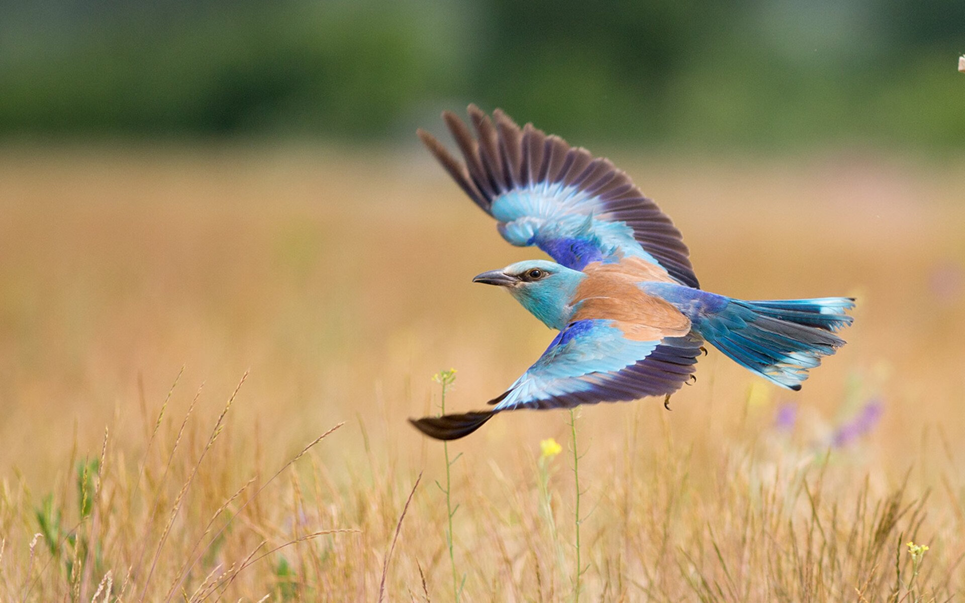 开云体育网页版入口-_爵士攻防表现稳定，排名靠前节节攀升_，爵士wa