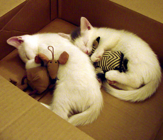 开云官网在线-【快速比赛时代】限时攻守推动比赛紧凑进行的影响，限时赛要求